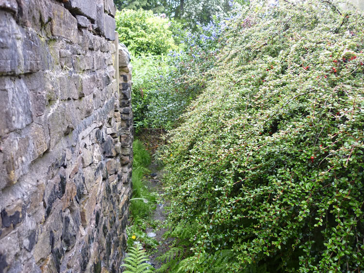 Photograph: 2009: Path overgrown, garden refuse on the ground